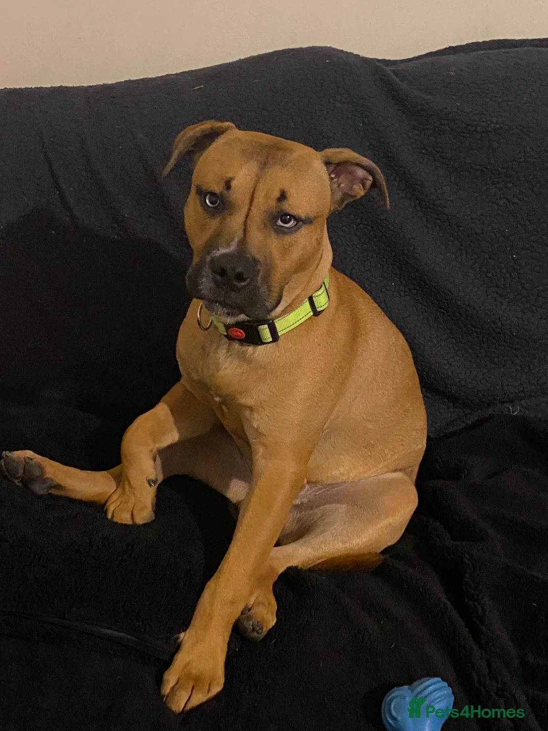 Staffordshire Bull Terrier dogs for sale: 7 month old staffy in Bradford-on-Avon - Advert 1