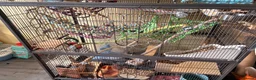 Rat rodents for sale: 4 friendly female rats, cage , accessories  - Advert 8