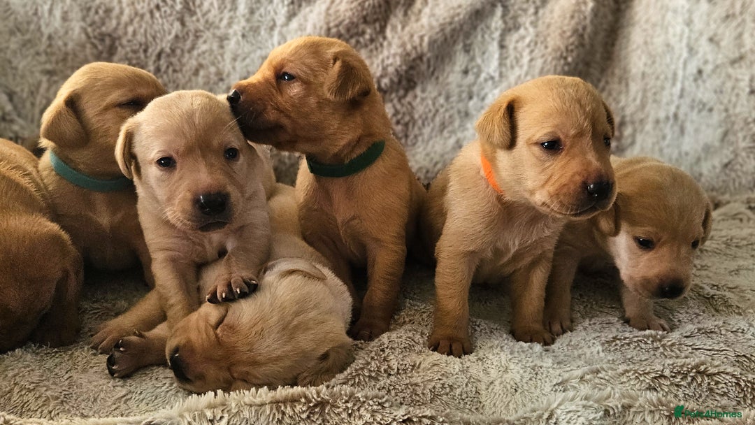 Labrador Retriever dogs for sale: KC Registered Labrador Puppies – Family Raised - Advert 6