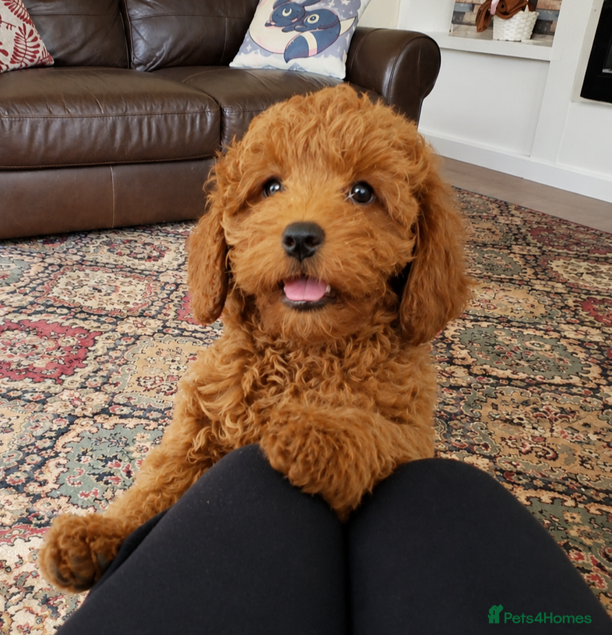 Cavapoo dogs Health tested fully vaccinated toy Cavapoo - Advert 13