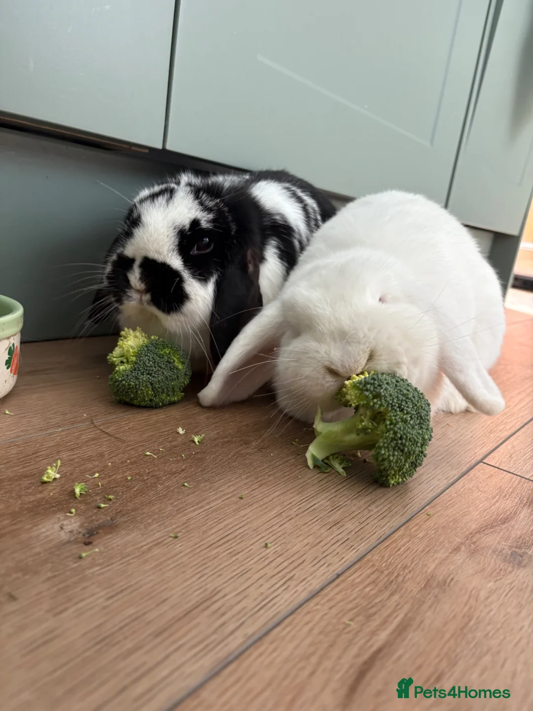 Mini Lop rabbits for sale: Two Female Mini Lops - Advert 1