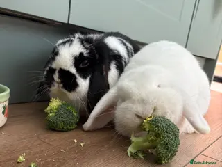 Mini Lop rabbits Two Female Mini Lops - Advert 1