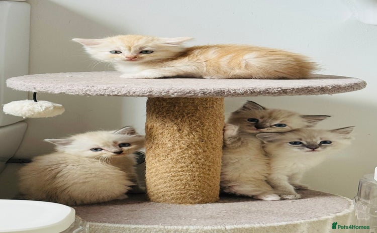 Ragdoll cats - Advert 3