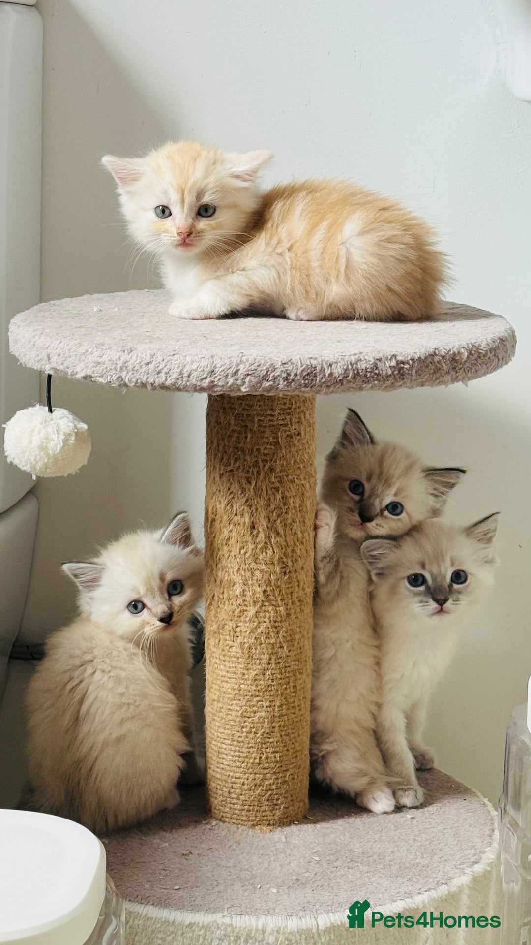 Ragdoll cats for sale: LAST ONE! Pedigree Ragdoll Kittens - REDUCED  - Image 2