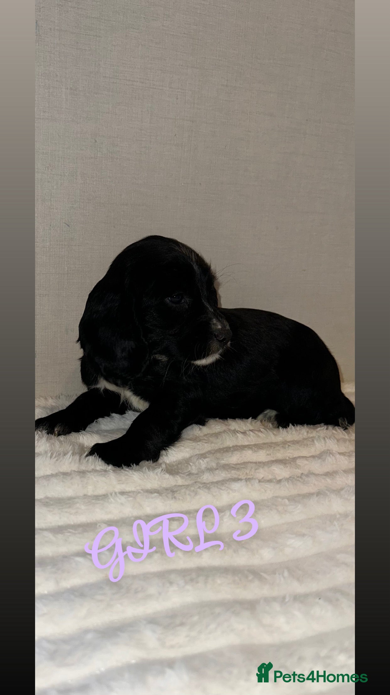 Cocker Spaniel dogs 🌟last 2 READY FOR THERE NEW HOMES 🌟 - Advert 10