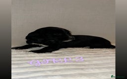 Cocker Spaniel dogs for sale: 5 GORGEOUS COCKERS    - Image 5