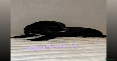 Cocker Spaniel dogs 5 GORGEOUS COCKERS    - Advert 8