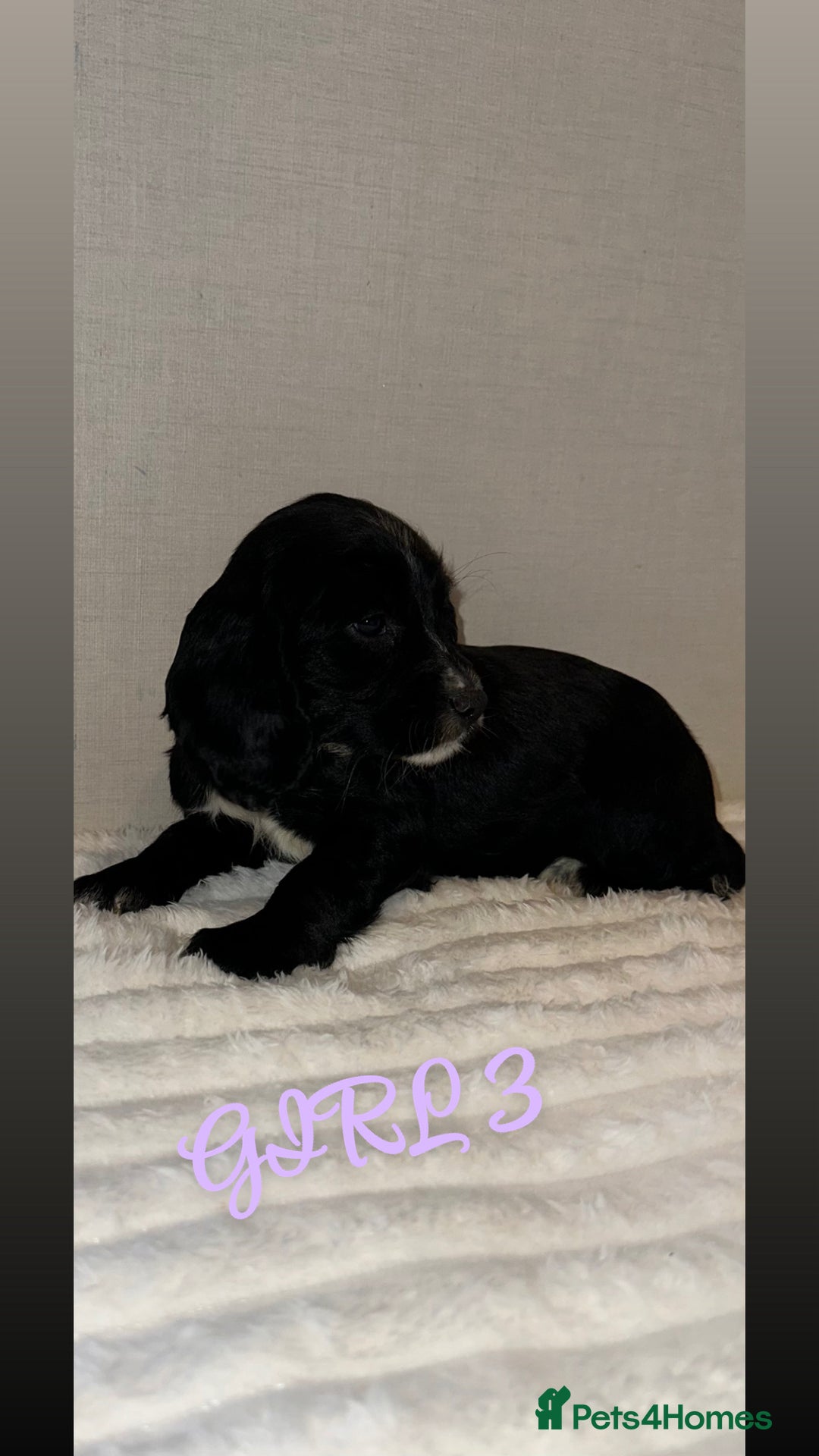 Cocker Spaniel dogs for sale: 5 GORGEOUS COCKERS    - Image 5