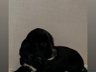 Cocker Spaniel dogs 🌟last 2 READY FOR THERE NEW HOMES 🌟 - Advert 11