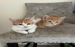 Domestic Shorthair cats for sale: Must stay together-  male & female kittens - Image 8