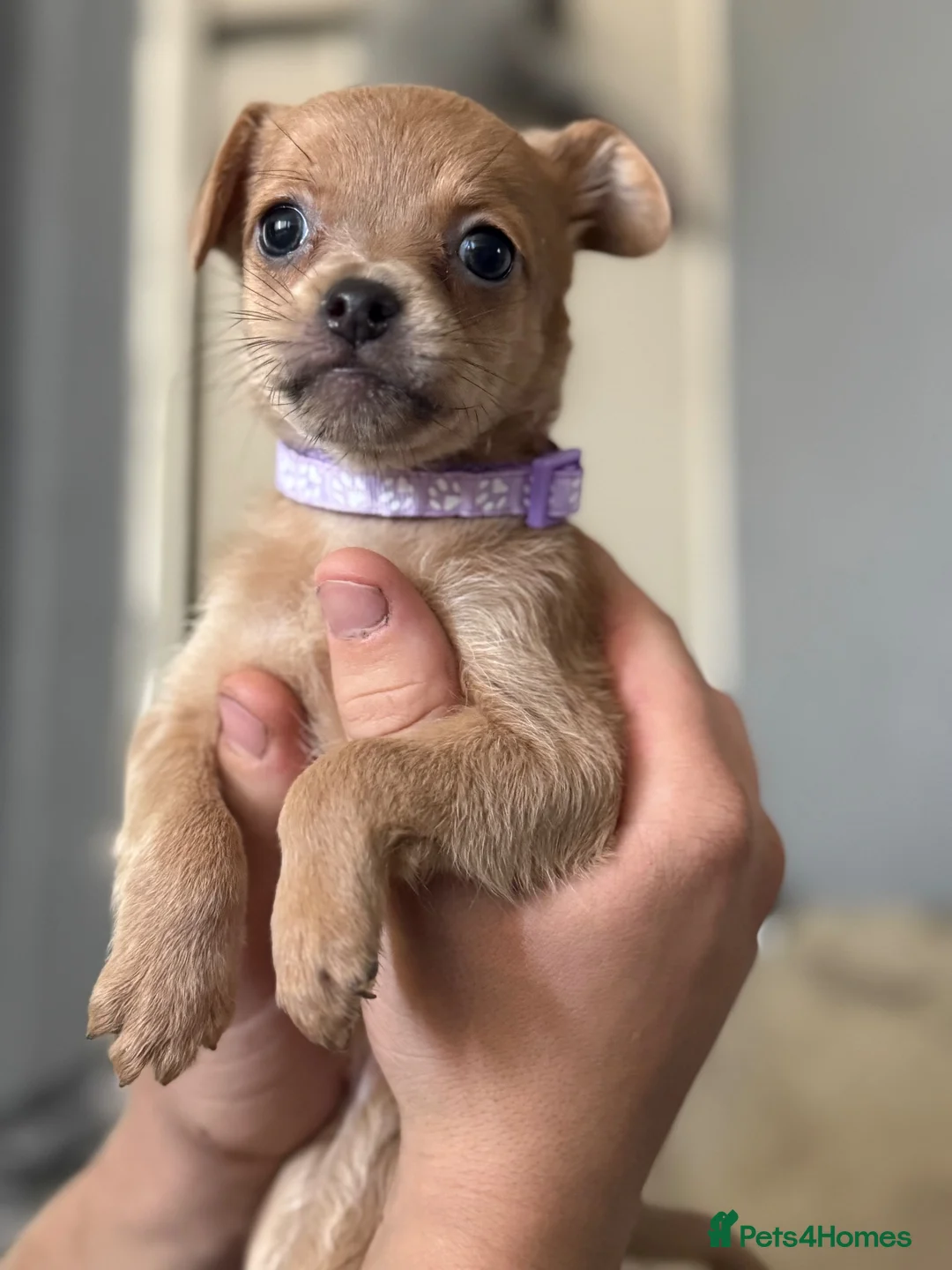 Mixed Breed dogs for sale: Dachshund cross frenchies - Advert 5