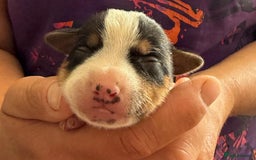 Jack Russell dogs for sale: Bred From Health Tested Parents - Image 12