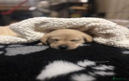 Labrador Retriever dogs for sale: Labrador puppies - Advert 9