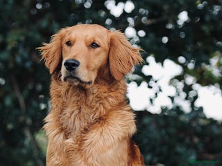 Golden Retriever dogs in Halstead - Advert 4