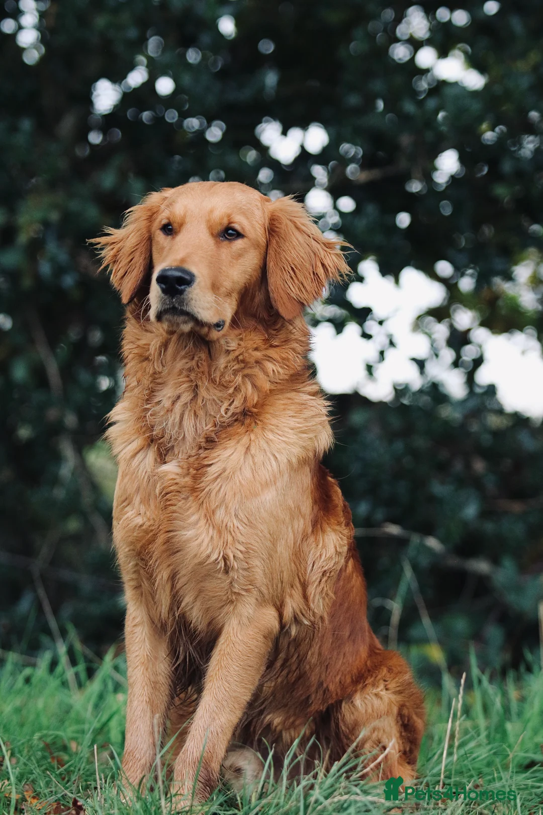 Golden Retriever dogs for stud: KC Working Golden Retriever 0/0 hips, clear DNA  in Halstead - Advert 1