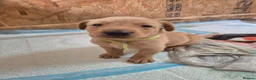 Labrador Retriever dogs for sale: Stunning labrador puppies - Advert 13