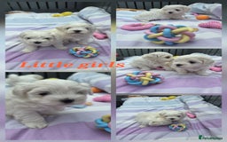Maltese dogs for sale: Bichon Maltese - Image 3