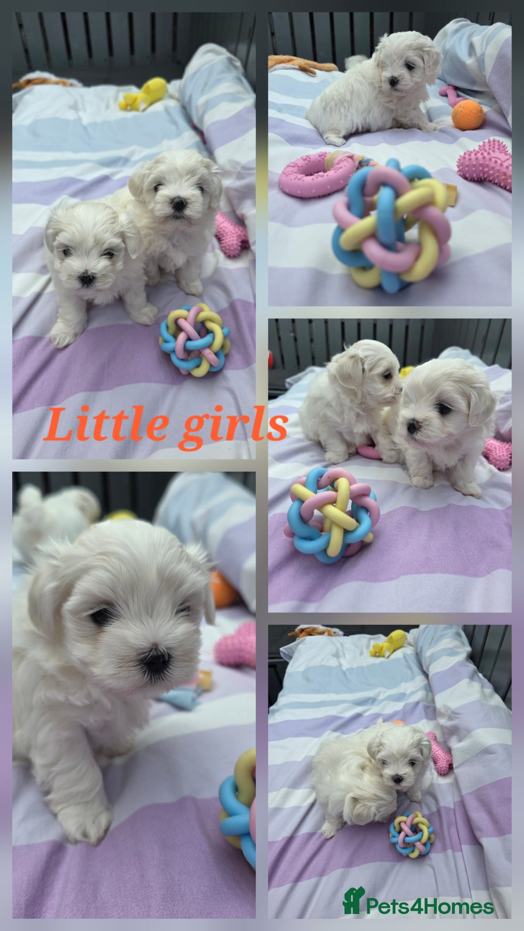Maltese dogs for sale: Bichon Maltese - Image 3