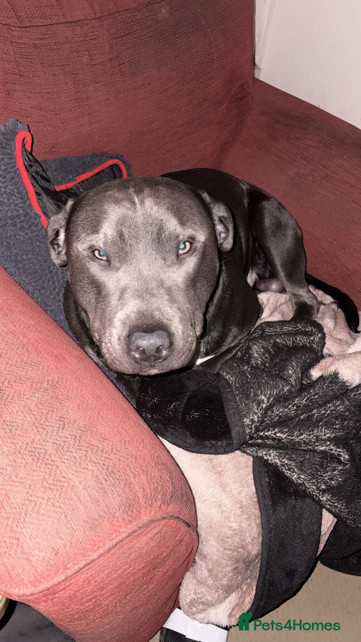 Staffordshire Bull Terrier dogs Handsome peewee  - Advert 1