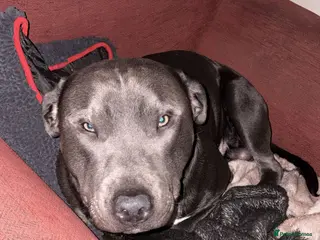 Staffordshire Bull Terrier dogs for stud: Handsome peewee for stud - Advert 1