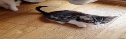 Mixed Breed cats for sale: 5 Beautiful Kittens For Sale!!!!! - Advert 16