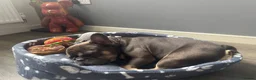 French Bulldog dogs for sale: Stitch  - Advert 6
