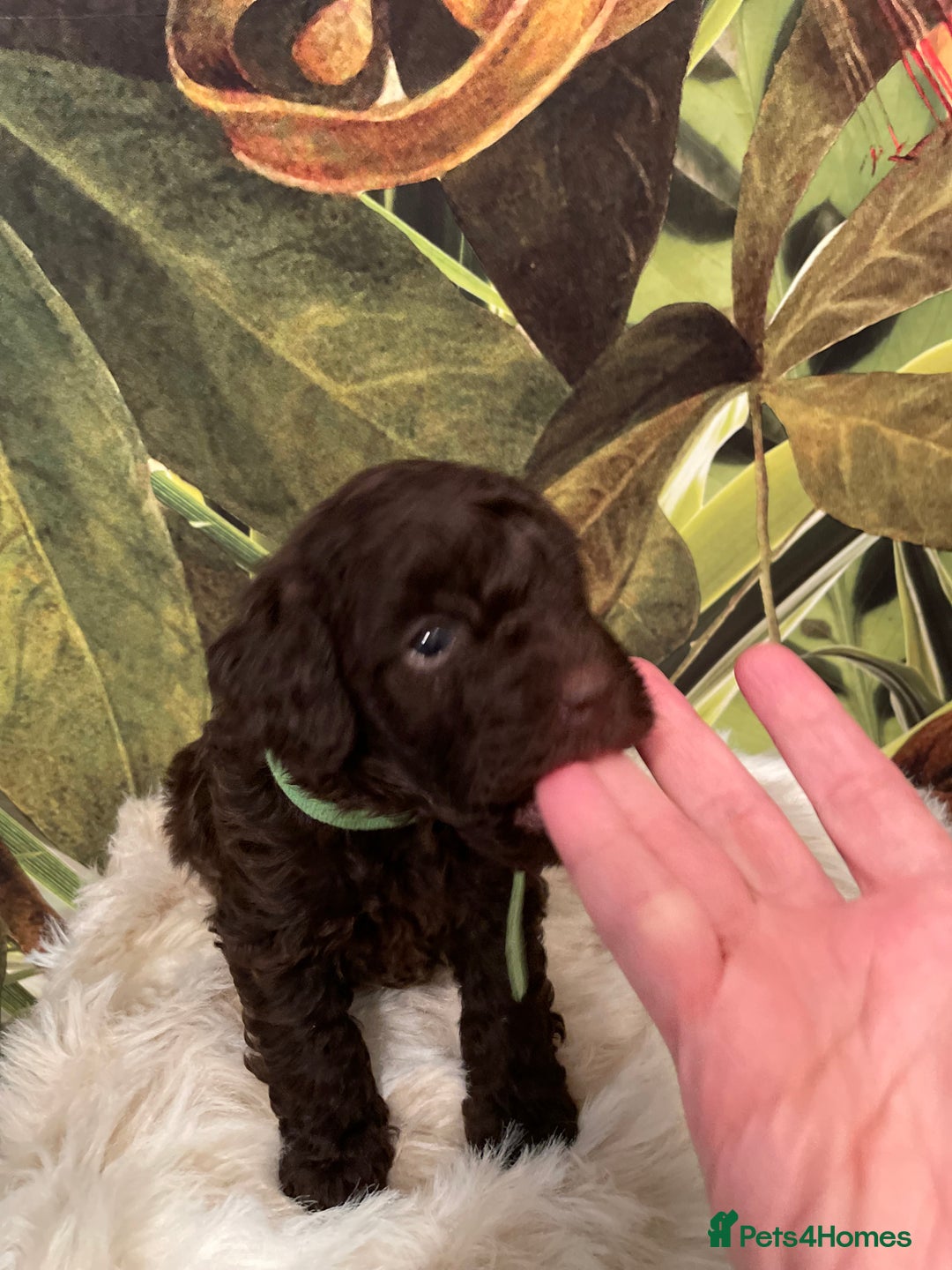 Miniature Poodle dogs for sale: Brown Poodle Puppies Ready Now. Chipped & Checked - Advert 13
