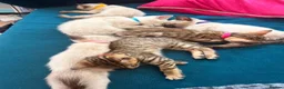 Mixed Breed cats for sale: Stunning Bengal Cross Ragdoll Kittens in Wickford - Advert 10