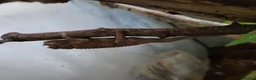 Chameleon reptiles for sale: Jacksons Chameleons - Advert 2