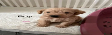Schnoodle 2