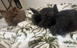 Mini Lion Lop rabbits for sale: Mini lion lop babies  - Image 6