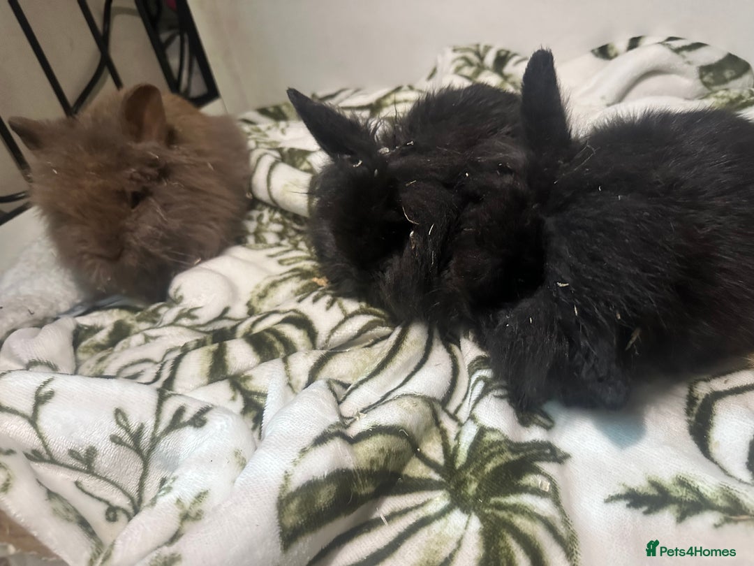 Mini Lion Lop rabbits for sale: Mini lion lop babies  - Image 6