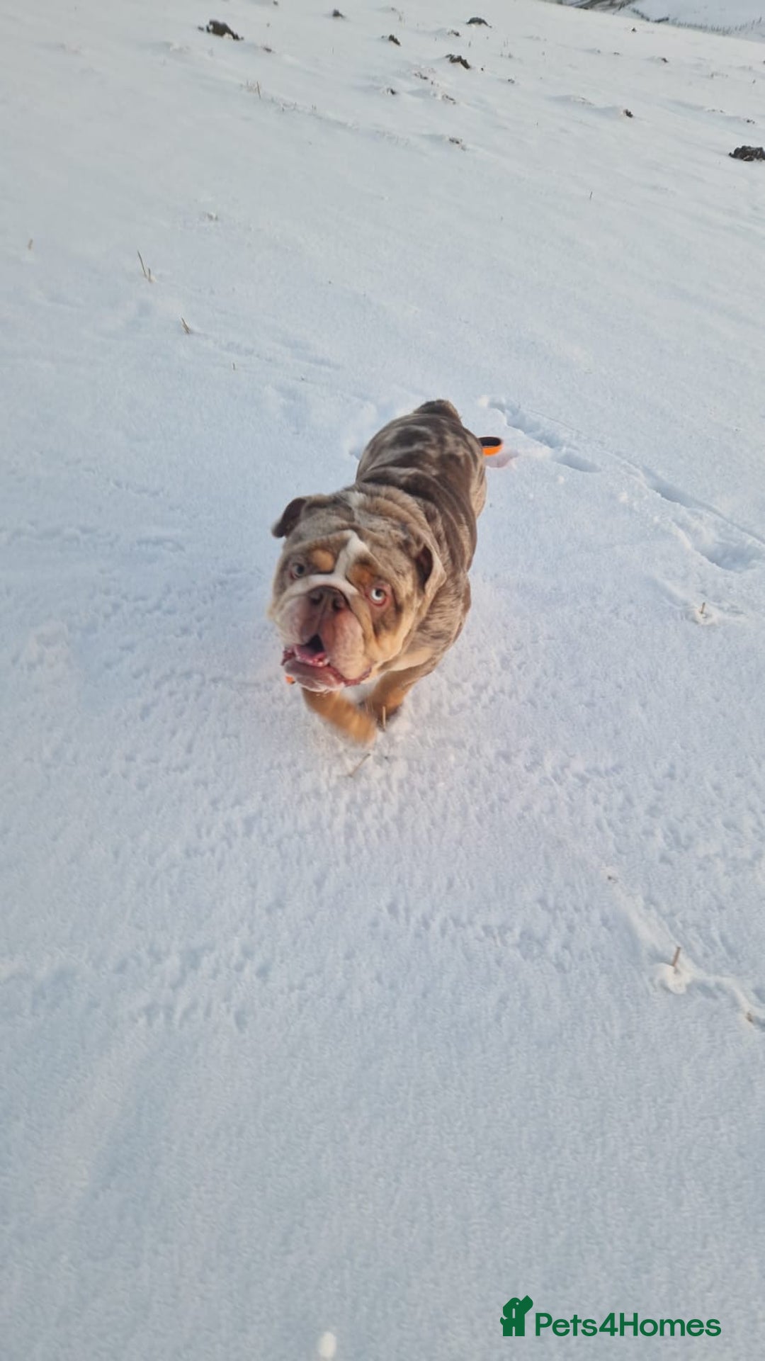 English Bulldog dogs for stud: Gorgeous kc reg boy for stud  in Bathgate - Image 5