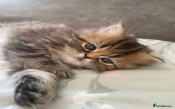 Persian cats for sale: Persian kitten still looking for her forever home  in Gateshead - Image 12