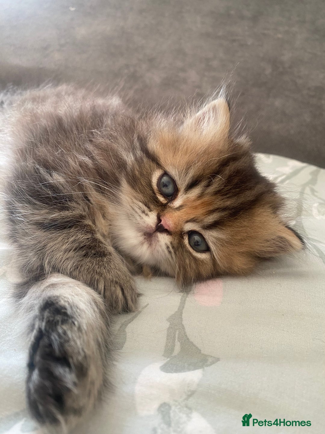 Persian cats for sale: Persian kitten still looking for her forever home  in Gateshead - Image 12