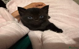 British Shorthair cats for sale: Pairs of Kittens - £100 for 2 (must be paired) - Image 11