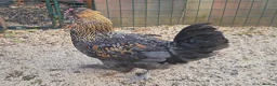 Chickens poultry for sale: Araucana x Silkie boy - Advert 15