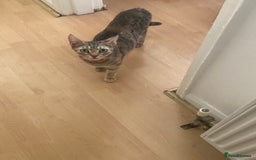 British Shorthair cats for sale: English tabby kittens for sale  - Image 7