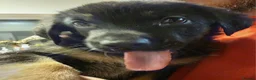 German Shepherd dogs for sale: German Shepard x Labrador pups for sale - Advert 8