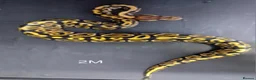 Python Snake reptiles for sale: Royal Python Hatchlings Males various morphs  - Advert 6