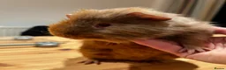 Guinea Pig rodents for sale: Lovely Teddy Rex ginger male guinea pig 5 months in Aylesbury - Advert 3