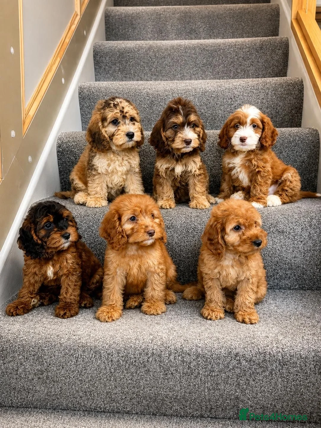 Cockapoo dogs for sale: Cockapoo puppies F1 READY NOW  - Advert 1
