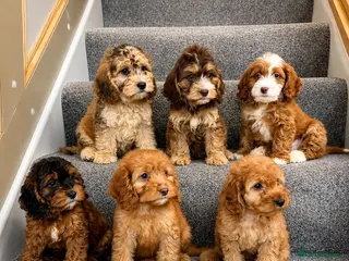 Cockapoo dogs Cockapoo puppies F1 GIRLS READY NOW - Advert 4