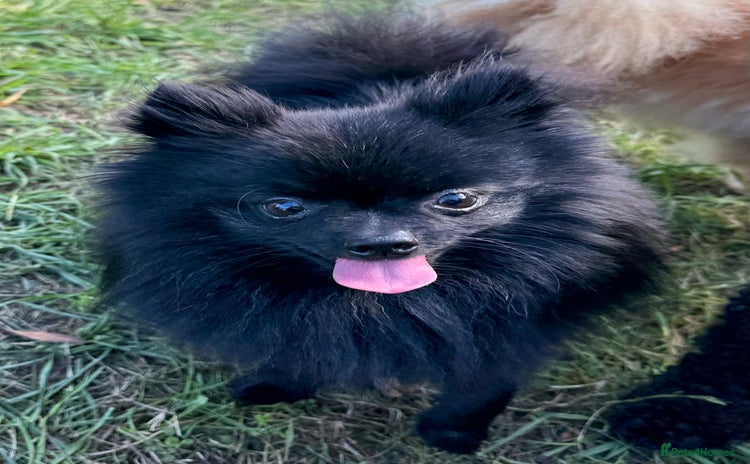 Pomeranian dogs - Advert 4