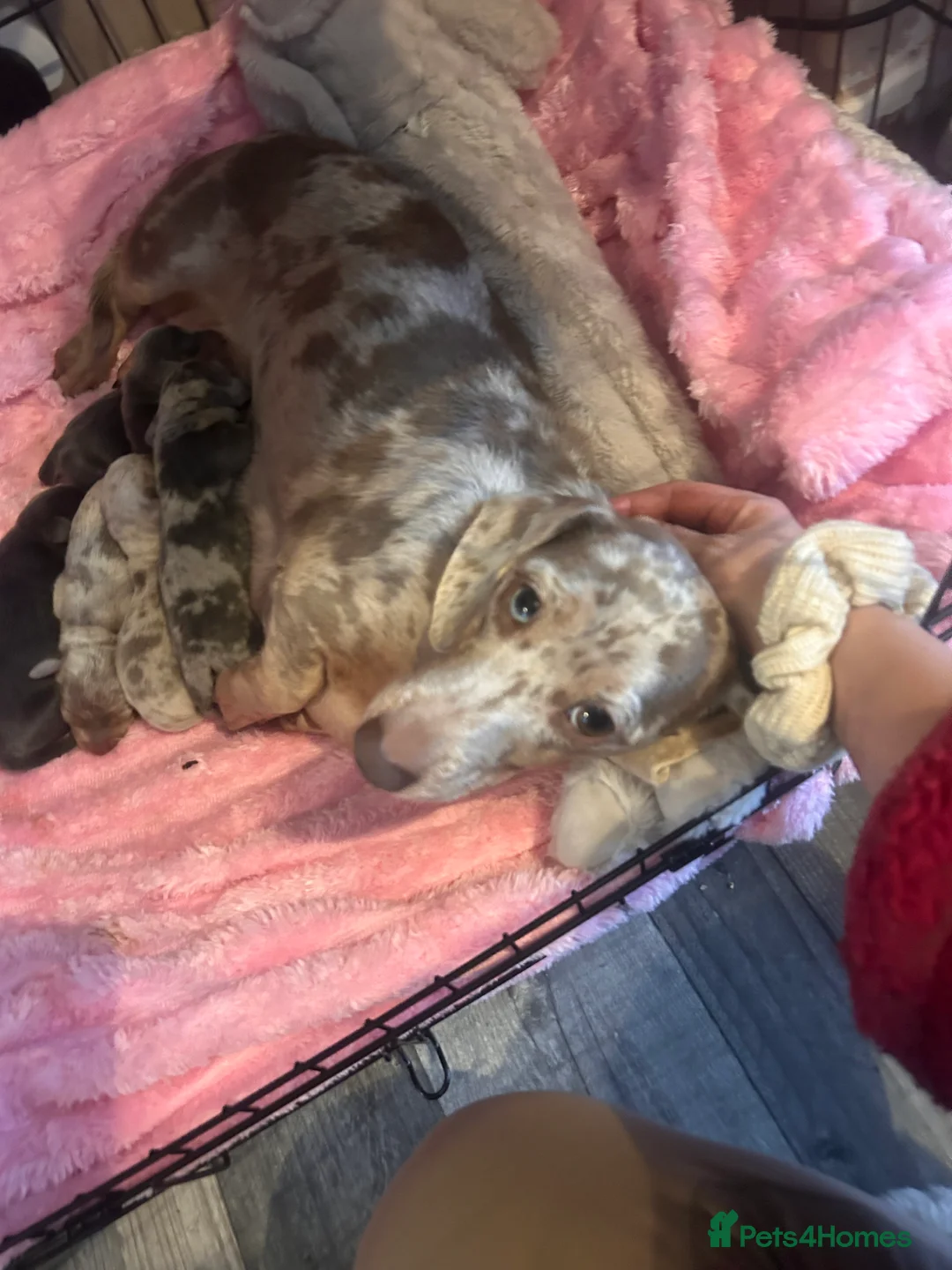 Miniature Dachshund dogs for sale: Stunning Dapple miniature dachshunds  - Advert 2