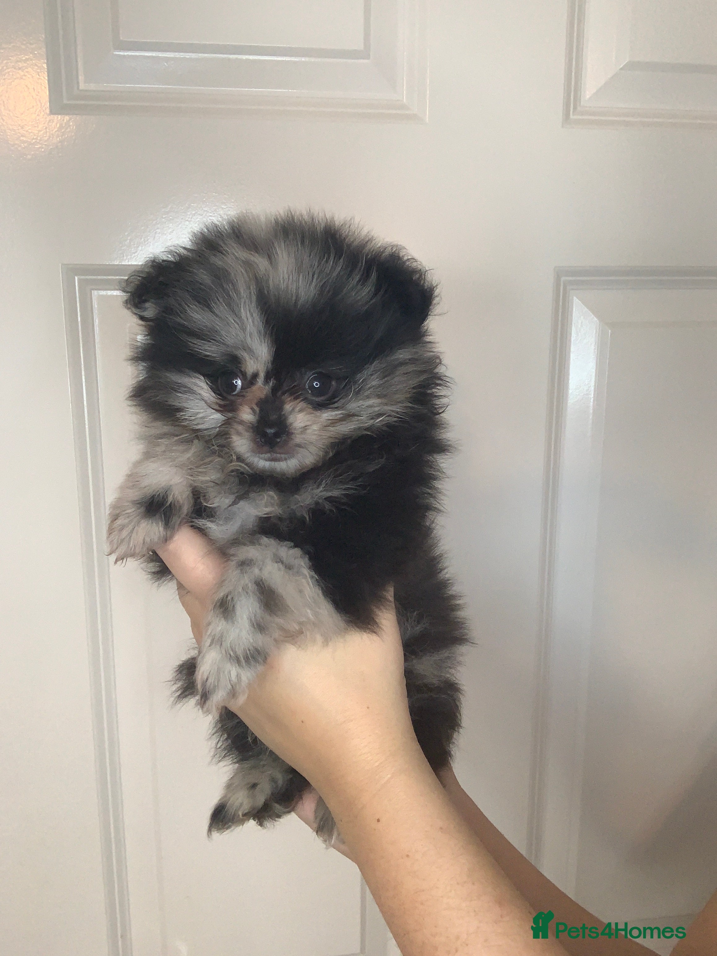 Pomeranian dogs UNIQUE POMERANIAN-LITTER READY ON 6TH OF FEBRUARY  - Advert 6