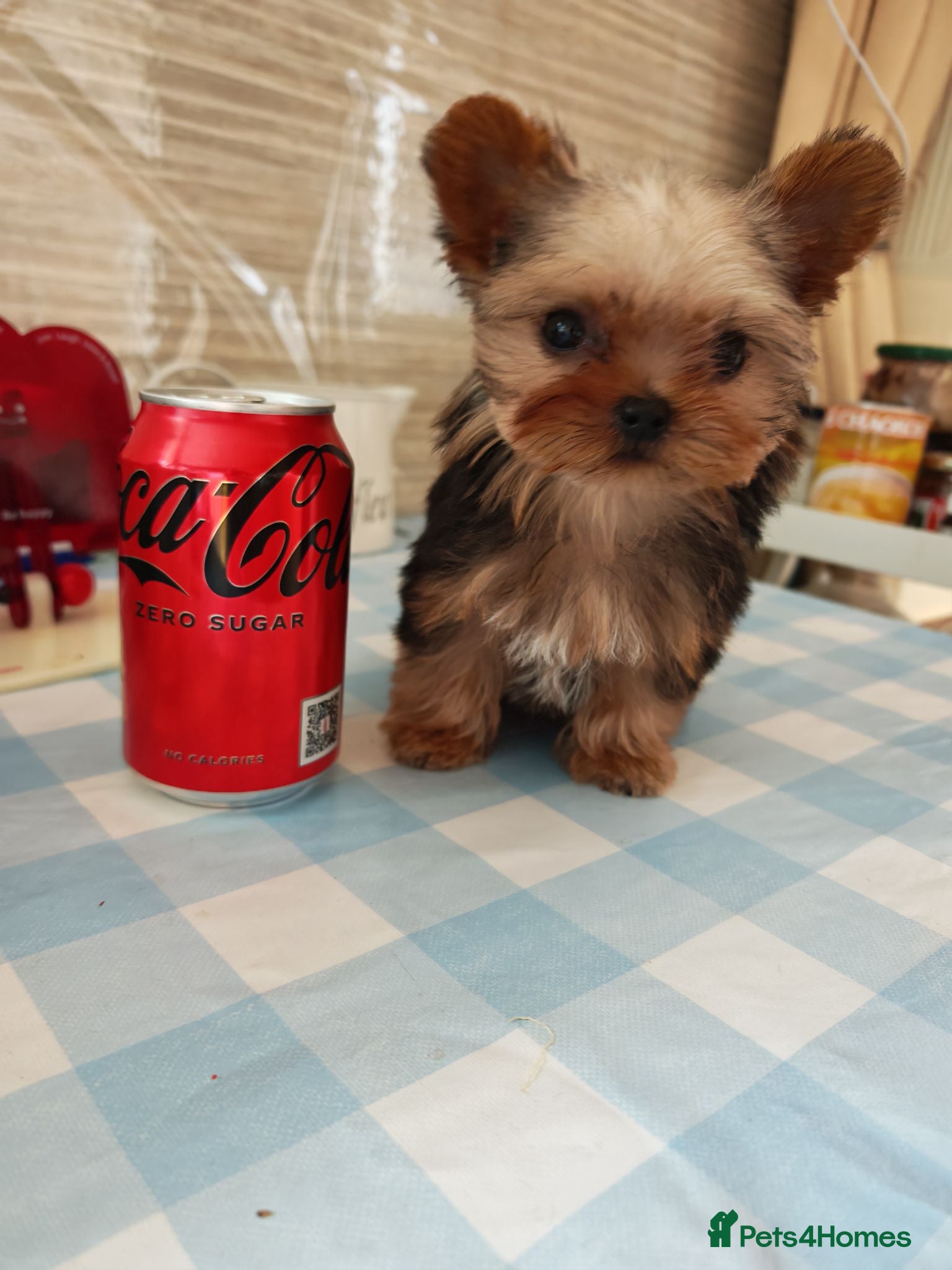 Yorkshire Terrier dogs The last boy waiting for you - Advert 14