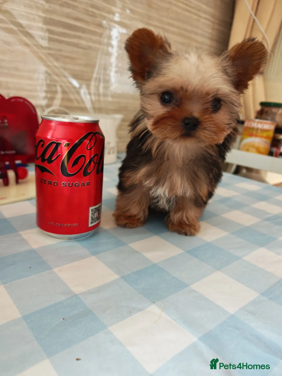 Yorkshire Terrier dogs for sale: The last boy waiting for you - Advert 1