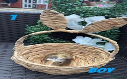 Guinea Pig rodents for sale: 4 baby guinea pigs looking for their forever home - Image 8