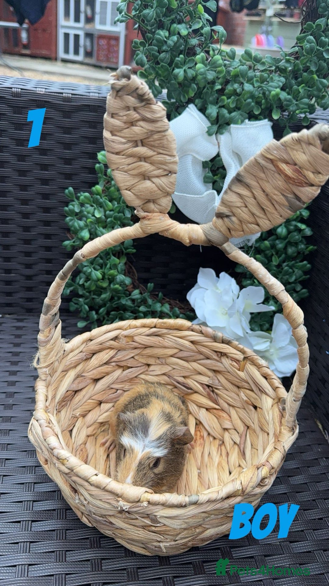 Guinea Pig rodents for sale: 4 baby guinea pigs looking for their forever home - Image 8